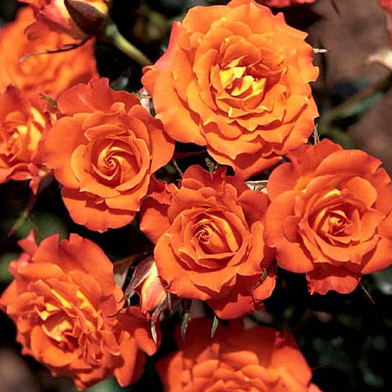 Роза патио Оранжевая Мандарина