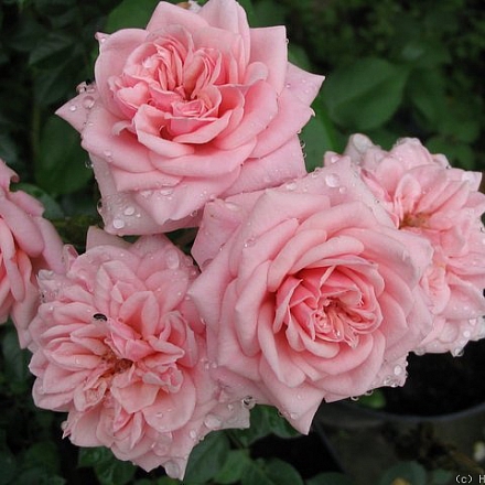 Роза патио Розовая Люкс